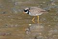 Sandlo - Common ringed plover (Charadrius hiaticula)